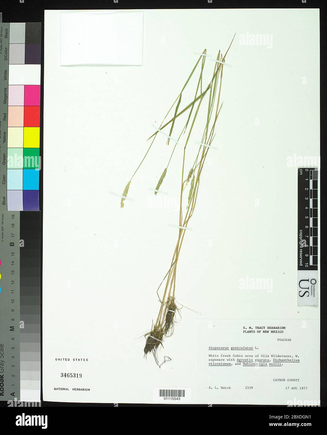 Alopecurus geniculatus L Alopecurus geniculatus L. Stockfoto