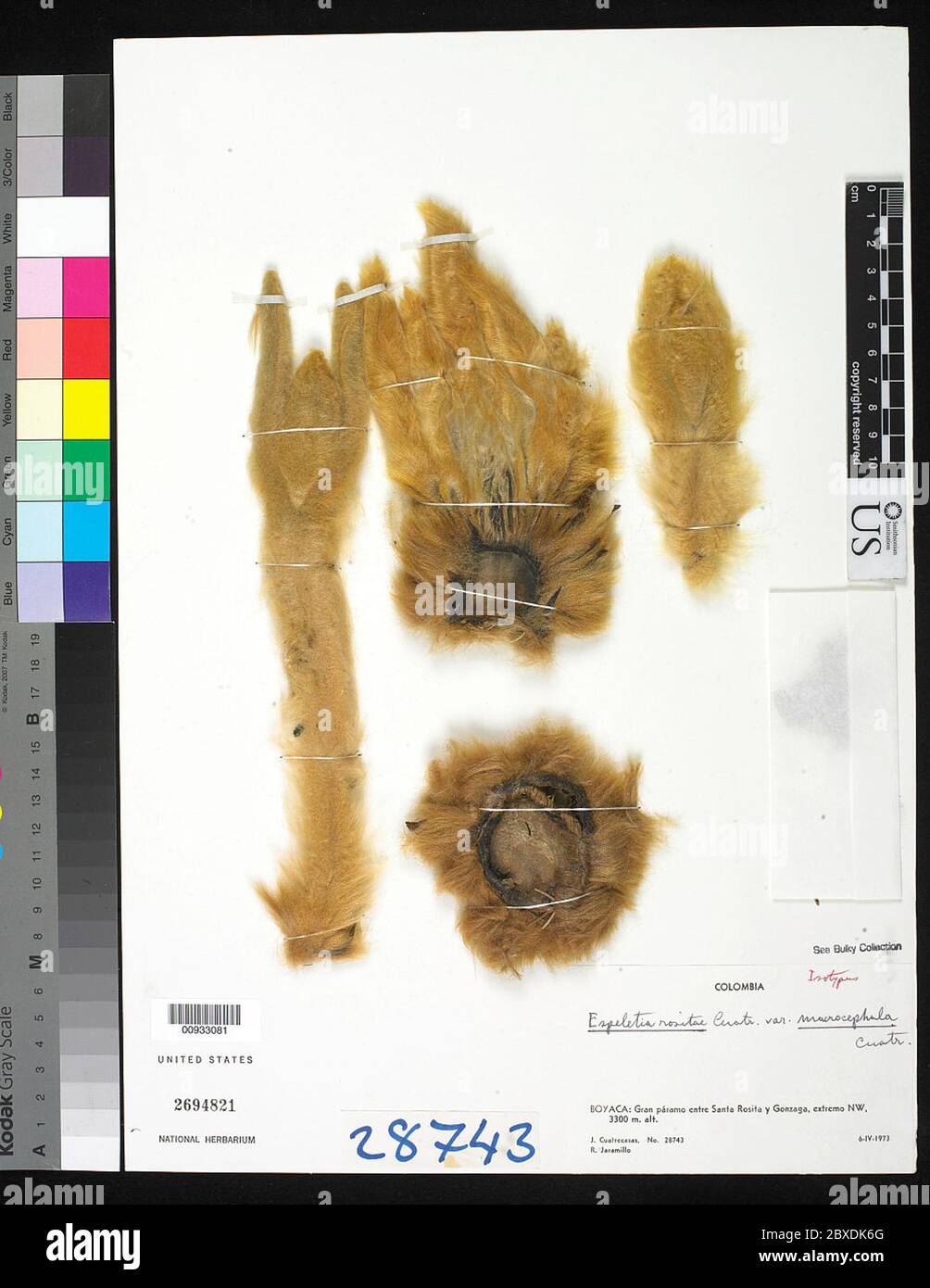 Espeletia rositae var macrocephala Cuatrec Espeletia rositae var macrocephala Cuatrec. Stockfoto