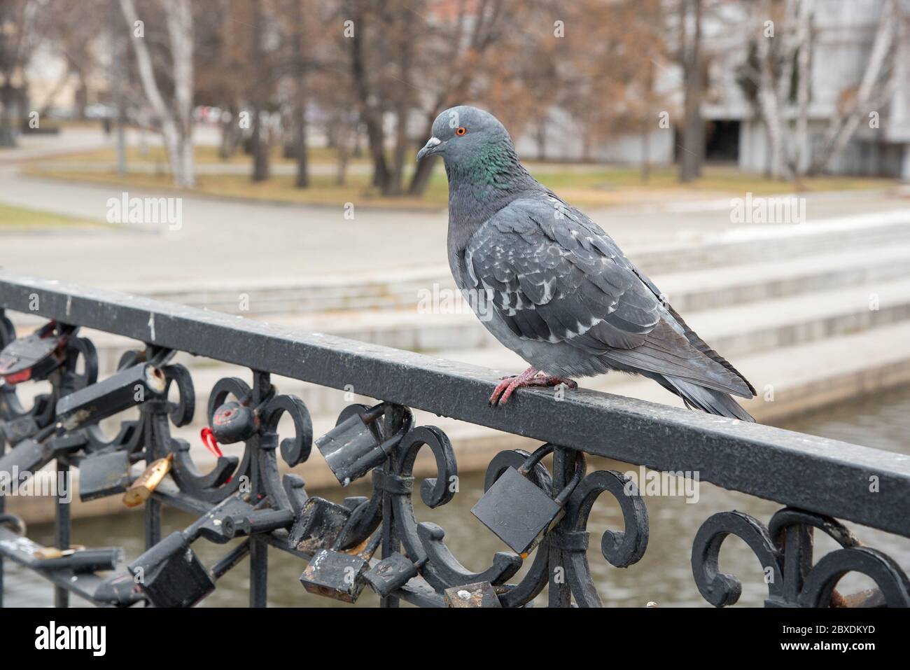 Graue urbane schöne Taube sitzt auf einem schwarzen Geländer im Park Stockfoto