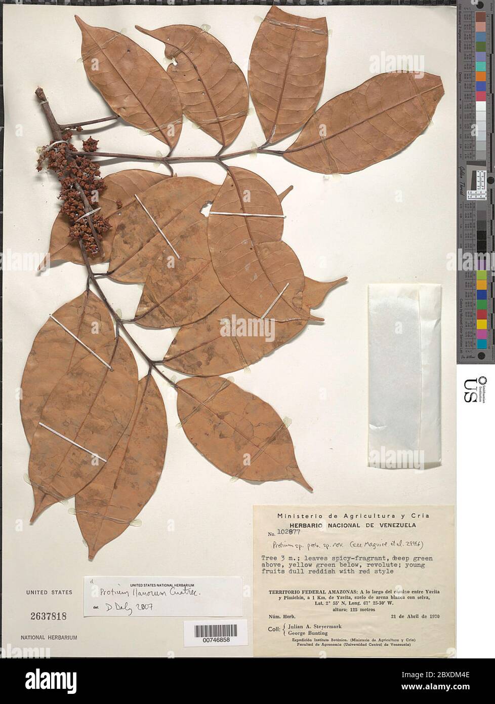 Protium llanorum Cuatrec Protium llanorum Cuatrec. Stockfoto