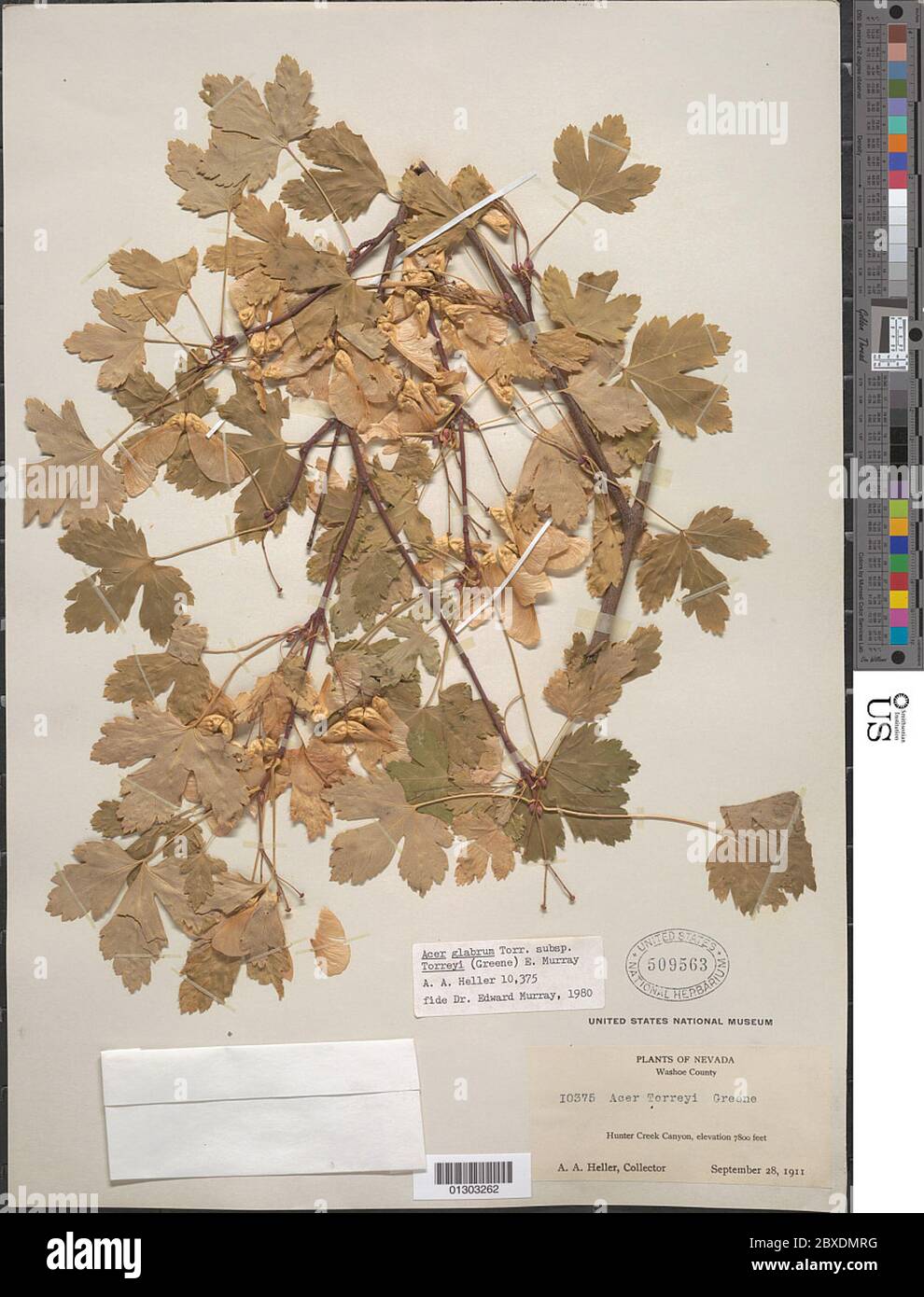 Acer glabrum subsp torreyi Greene AE Murray Acer glabrum subsp torreyi Greene AE Murray. Stockfoto