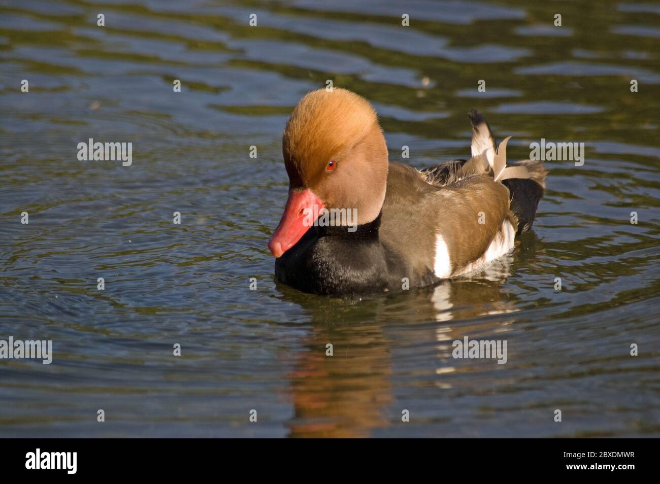Eine rote Pochard-Ente, lateinischer Name 'Netta rufina', die auf einem Teich schwimmt. Stockfoto