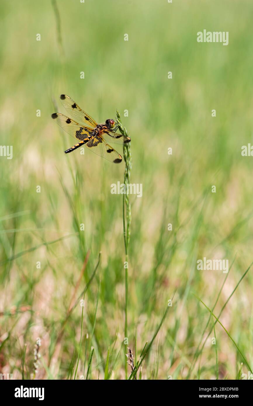 Eine calico Wimpel Libelle stert auf der Spitze eines Grashalms, zeigt seine bunten Netzflügel und Augen. Höchstwahrscheinlich ein jugendliches Männchen. Stockfoto