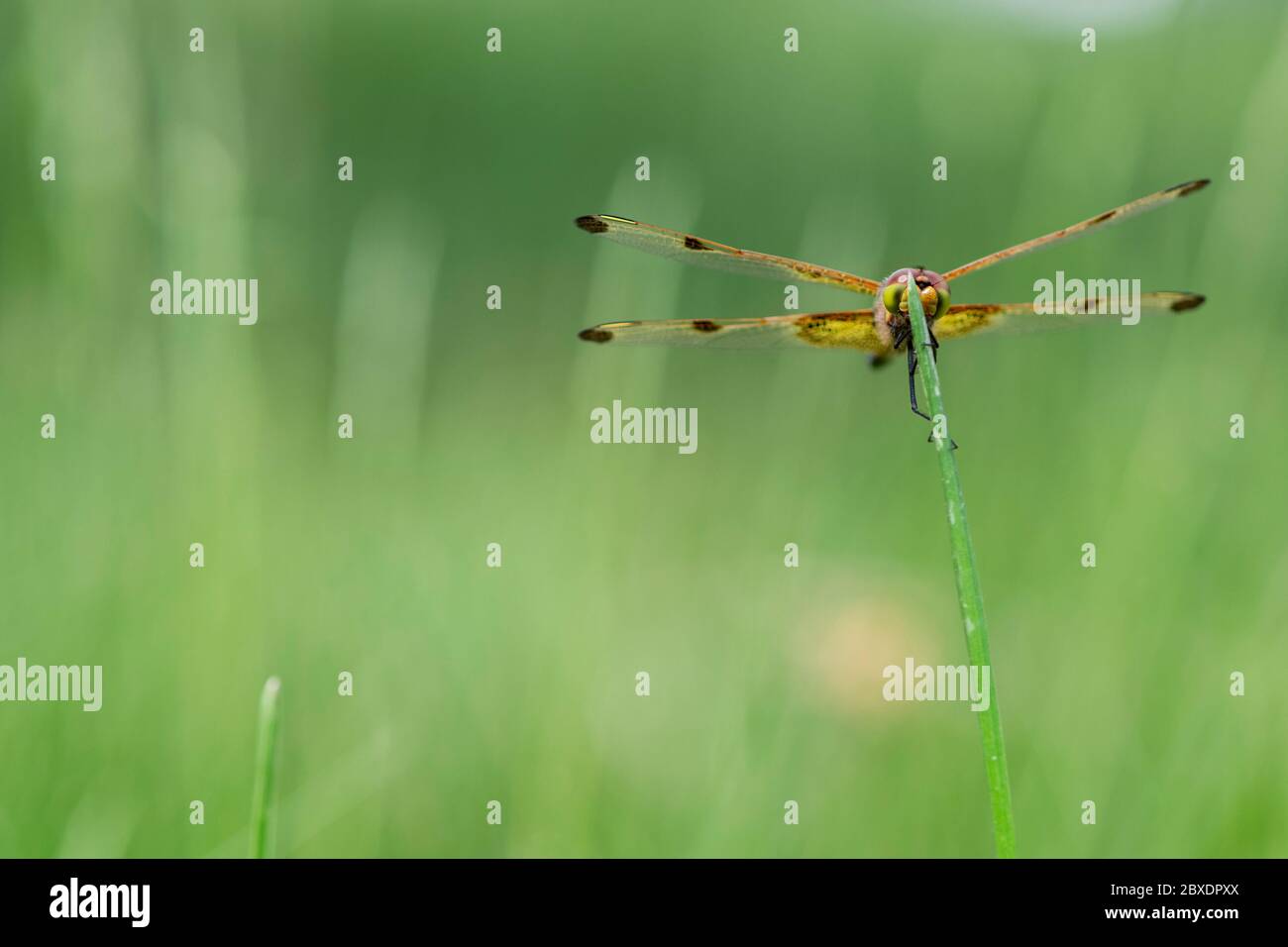 Eine calico Wimpel Libelle stert auf der Spitze eines Grashalms, zeigt seine bunten Netzflügel und Augen. Höchstwahrscheinlich ein jugendliches Männchen. Stockfoto