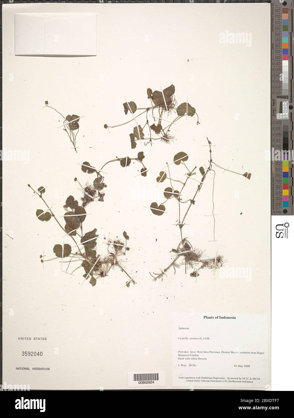 Centella asiatica L Urb Centella asiatica L Urb. Stockfoto