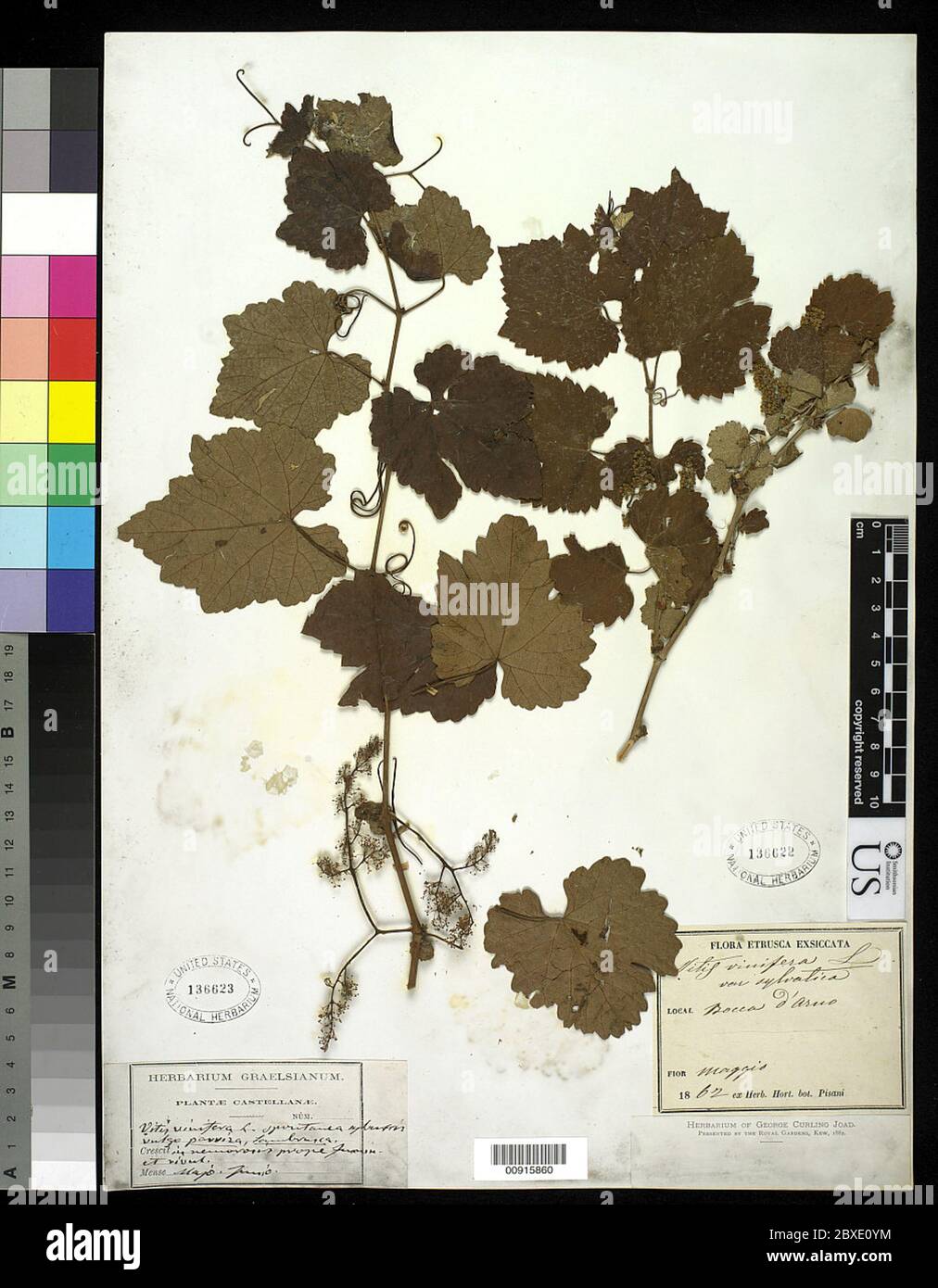 Vitis vinifera subsp sylvatica Vitis vinifera subsp sylvatica