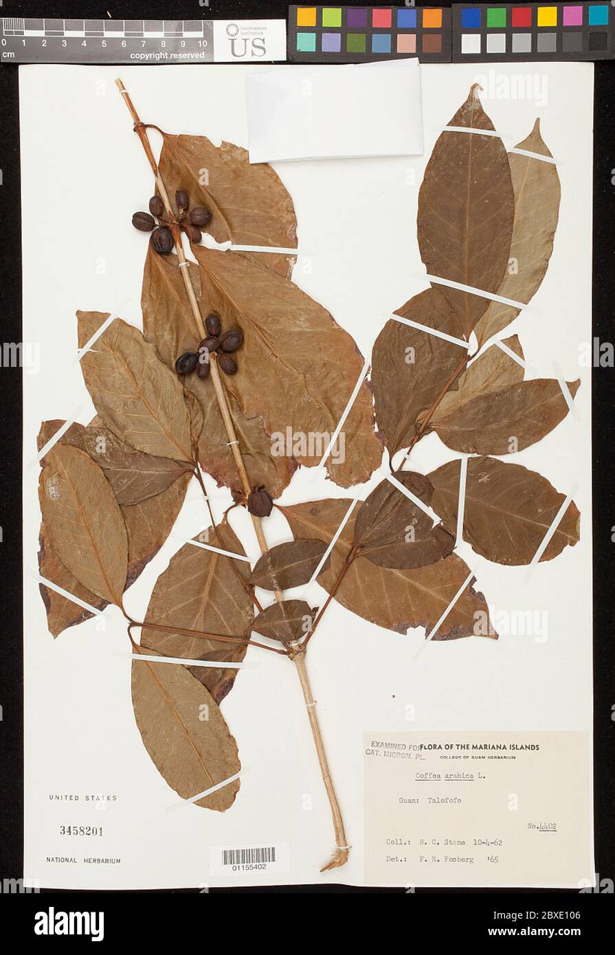 Coffea arabica L Coffea arabica L. Stockfoto
