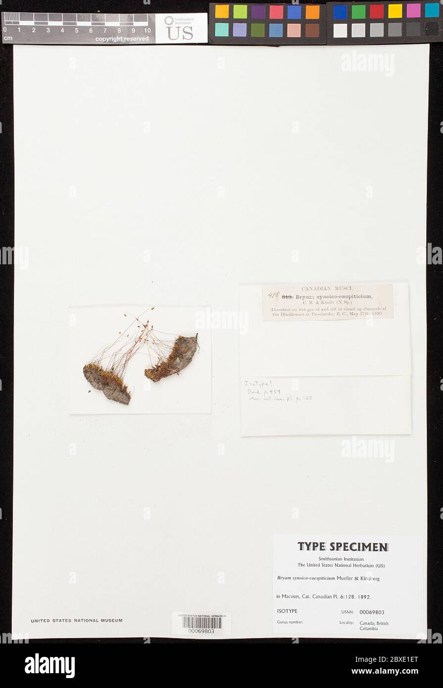 Bryum synoicocaespiticium MLL Hal Kindb in Macoun Bryum synoicocaespiticium MLL Hal Kindb in Macoun. Stockfoto