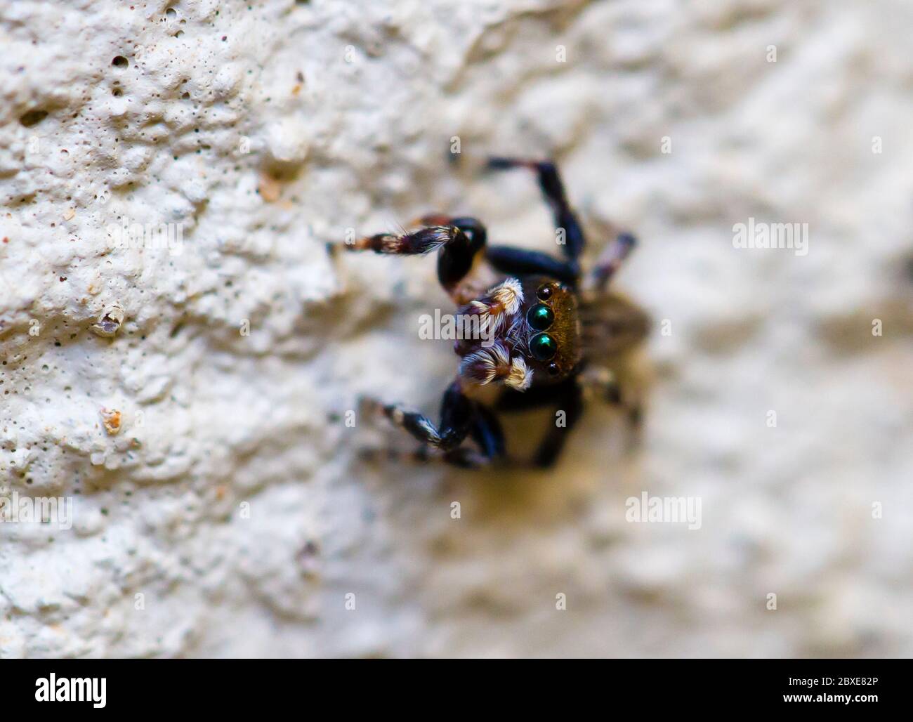 Eine niedliche Spinne mit großen Augen, die dich ansieht Stockfotografie -  Alamy