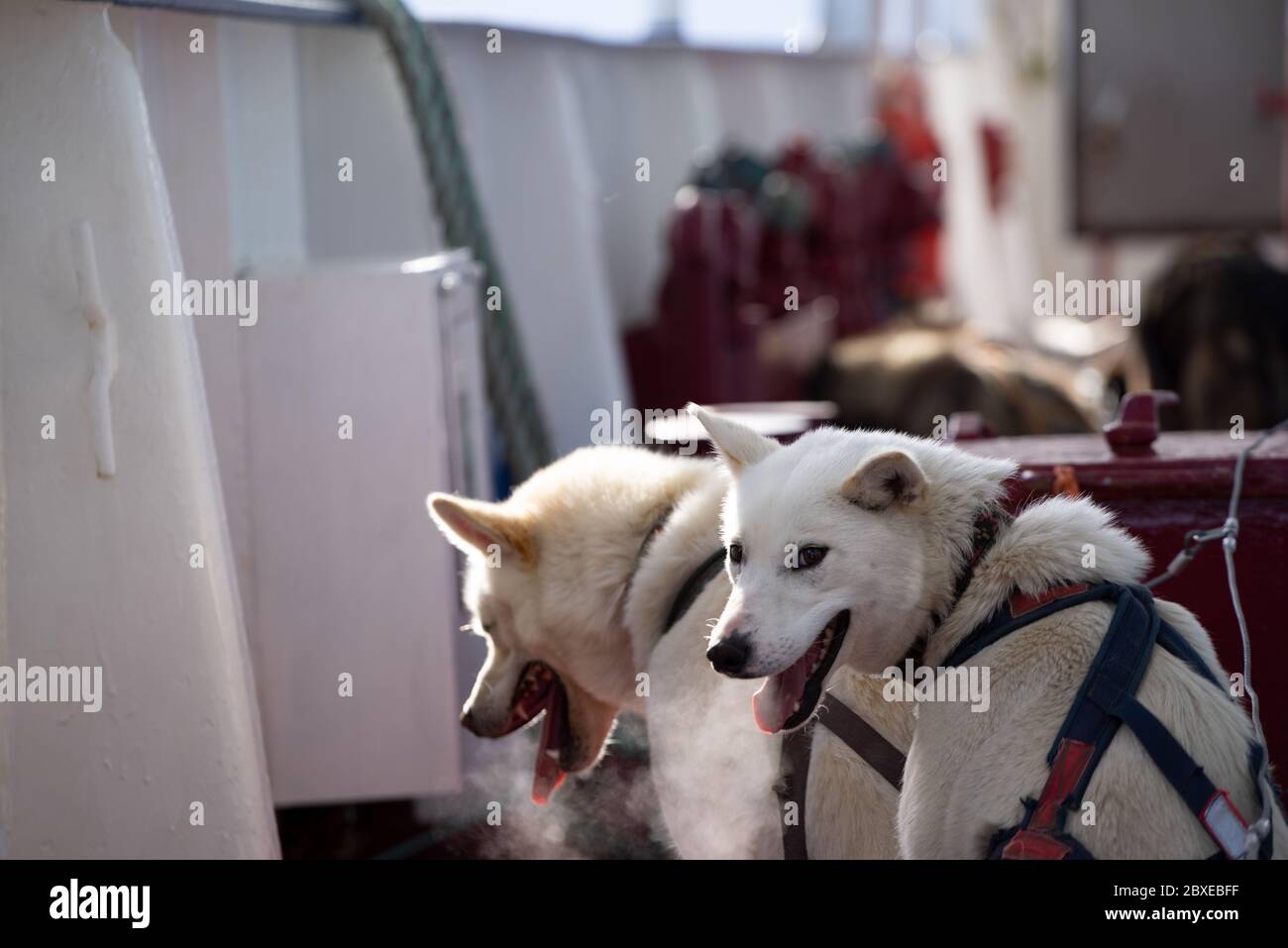 Norwegen, Spitzbergen, 10. März 2018: Huskyhunde auf einem Schiff in der Arktis auf Spitzbergen. Stockfoto