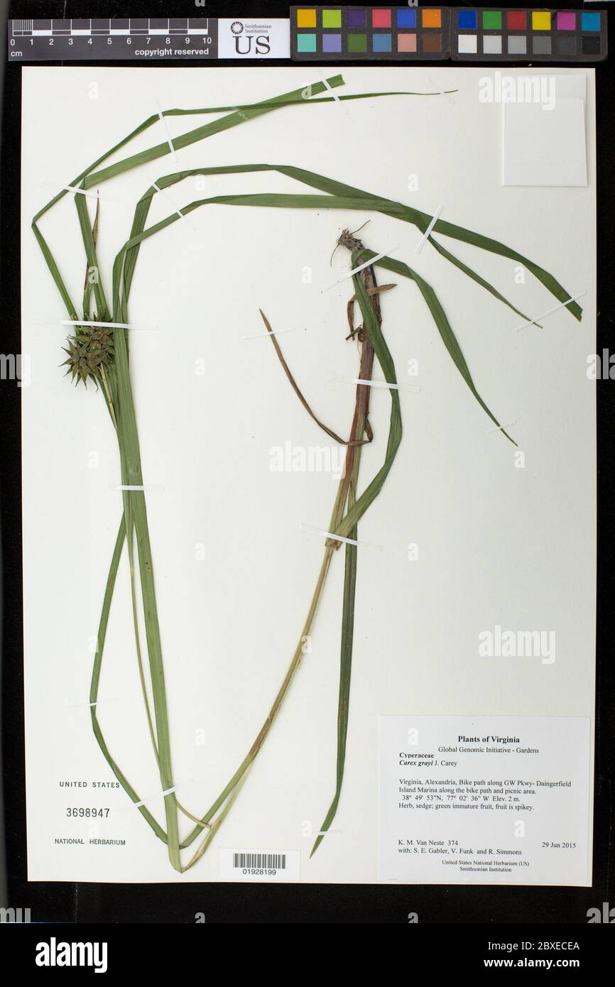 Carex greyi J Carey Carex greyi J Carey. Stockfoto