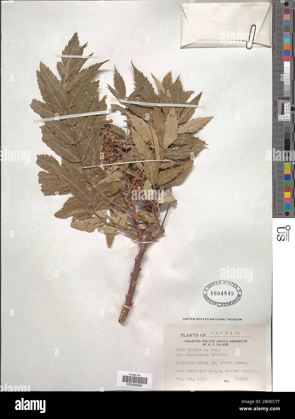 Rhus glabra L Rhus glabra L. Stockfoto Rhus glabra L Rhus glabra L. Stockfoto