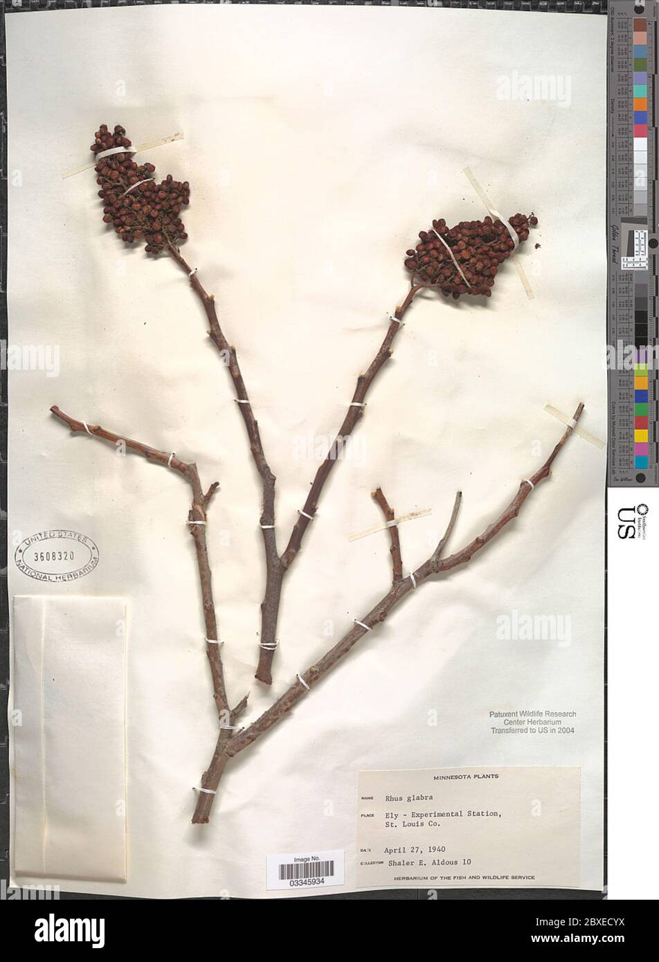 Rhus glabra L Rhus glabra L. Stockfoto Rhus glabra L Rhus glabra L. Stockfoto