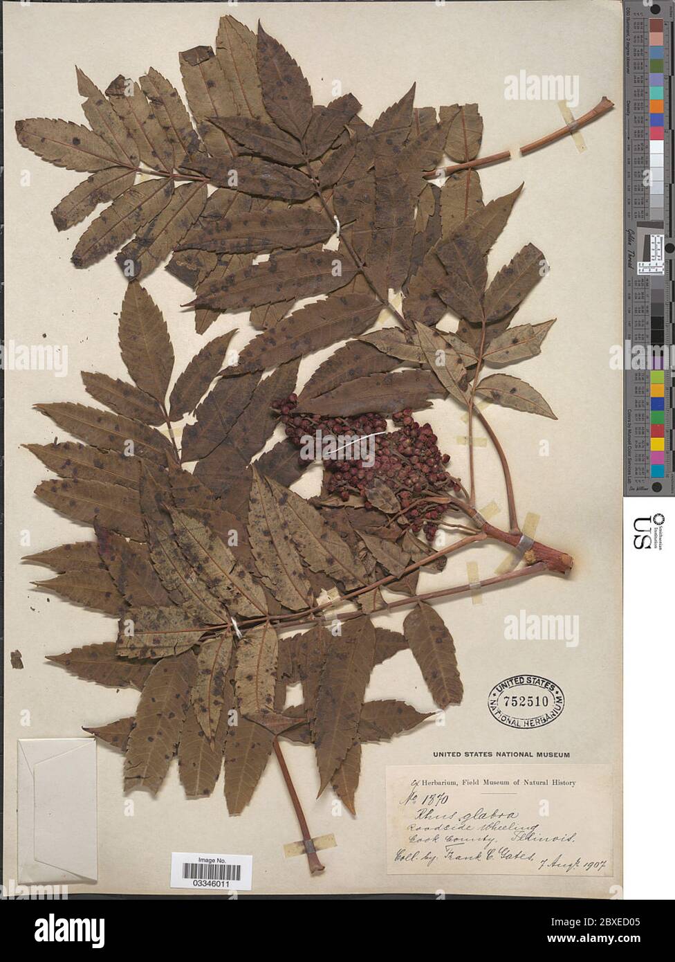 Rhus glabra L Rhus glabra L. Stockfoto Rhus glabra L Rhus glabra L. Stockfoto