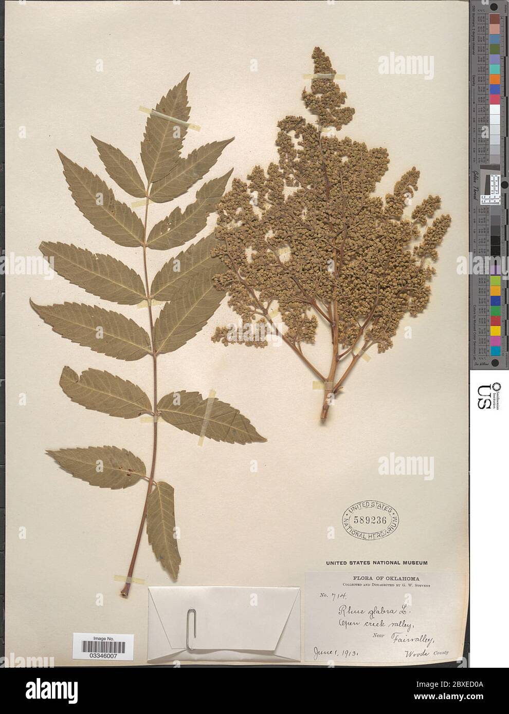 Rhus glabra L Rhus glabra L. Stockfoto Rhus glabra L Rhus glabra L. Stockfoto