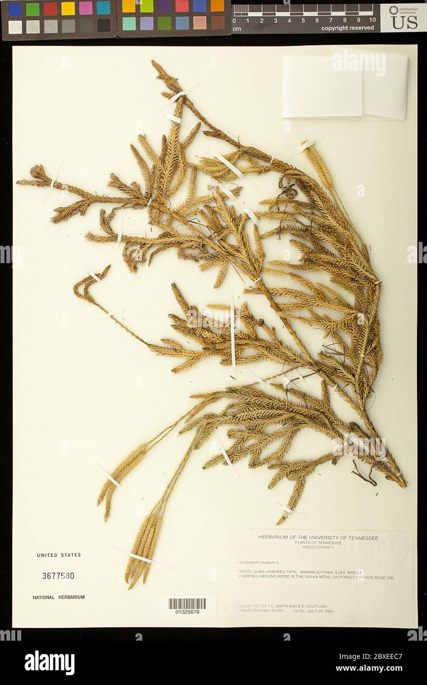 Lycopodium clavatum L Lycopodium clavatum L. Stockfoto