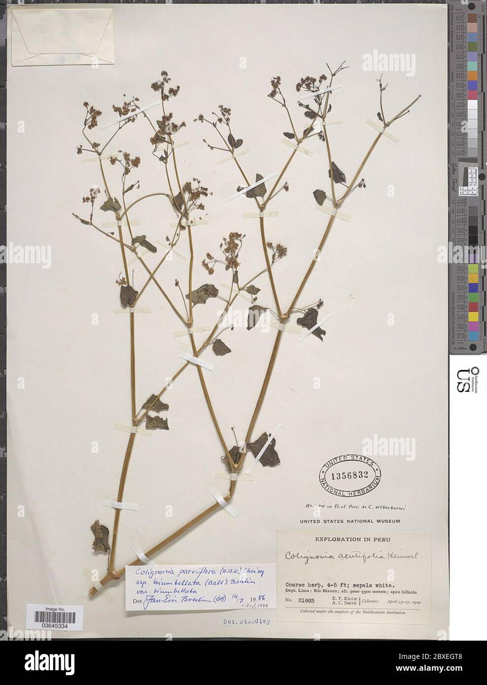 Colignonia parviflora subsp biumbellata Ball je Bohlin Colignonia parviflora subsp biumbellata Ball je Bohlin. Stockfoto