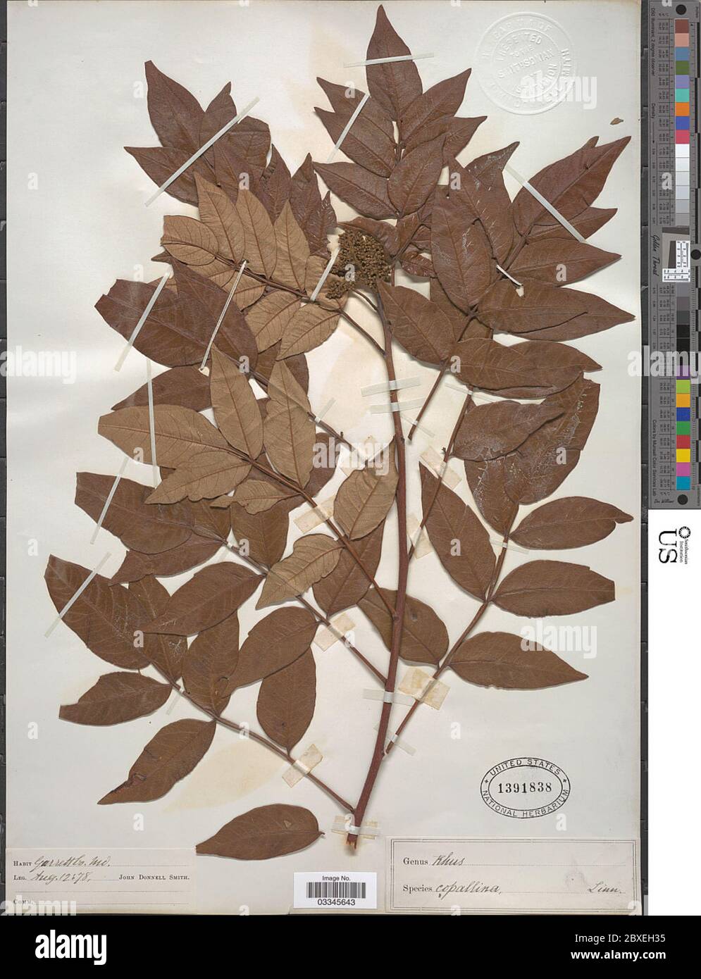 Rhus copallinum L Rhus copallinum L. Stockfoto Rhus copallinum L Rhus copallinum L. Stockfoto