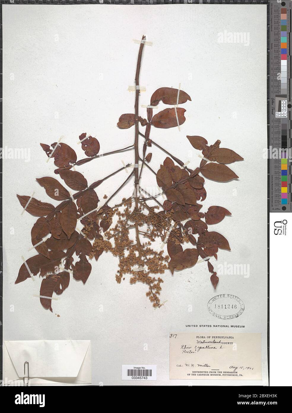 Rhus copallinum L Rhus copallinum L. Stockfoto Rhus copallinum L Rhus copallinum L. Stockfoto