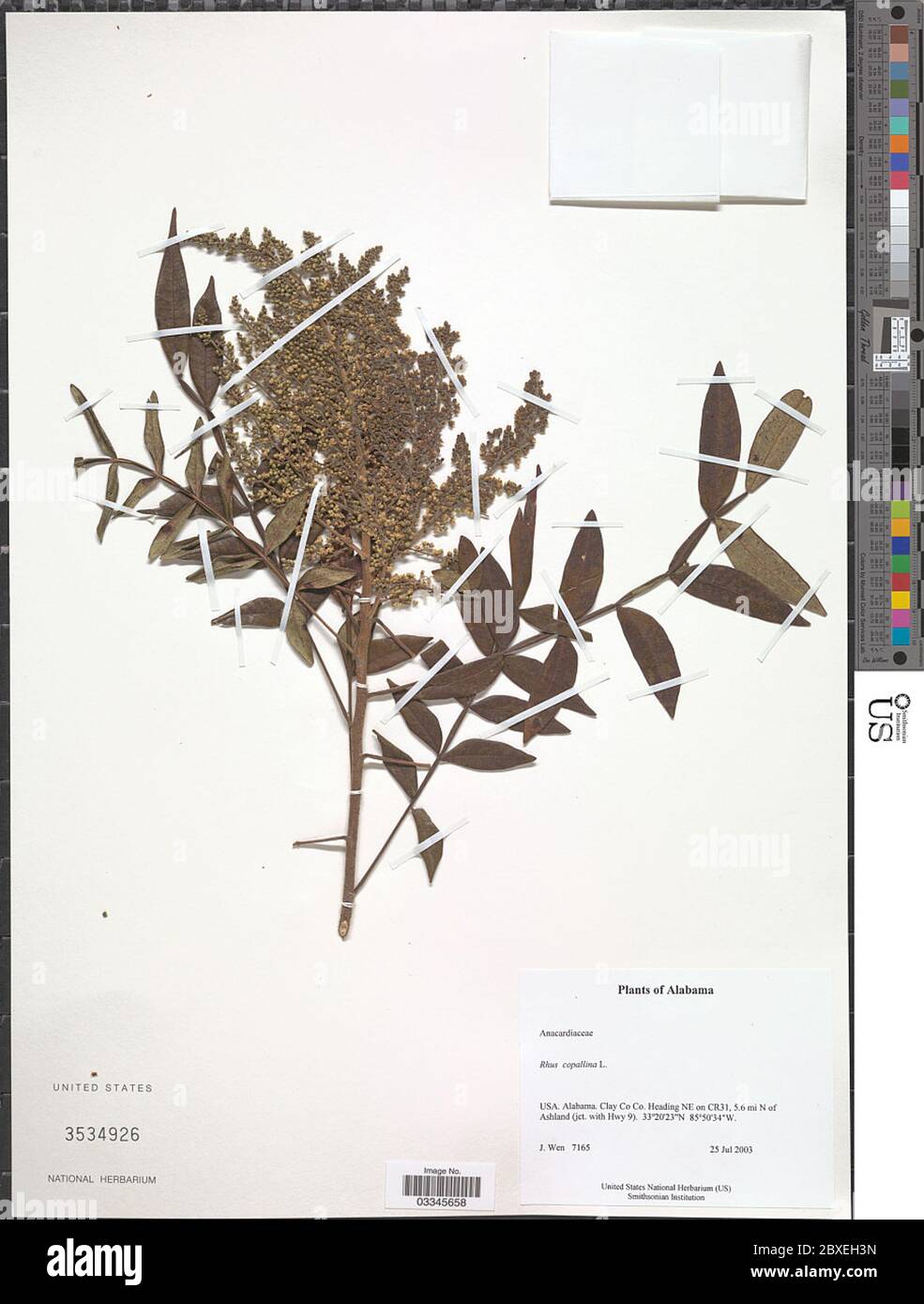 Rhus copallinum L Rhus copallinum L. Stockfoto Rhus copallinum L Rhus copallinum L. Stockfoto