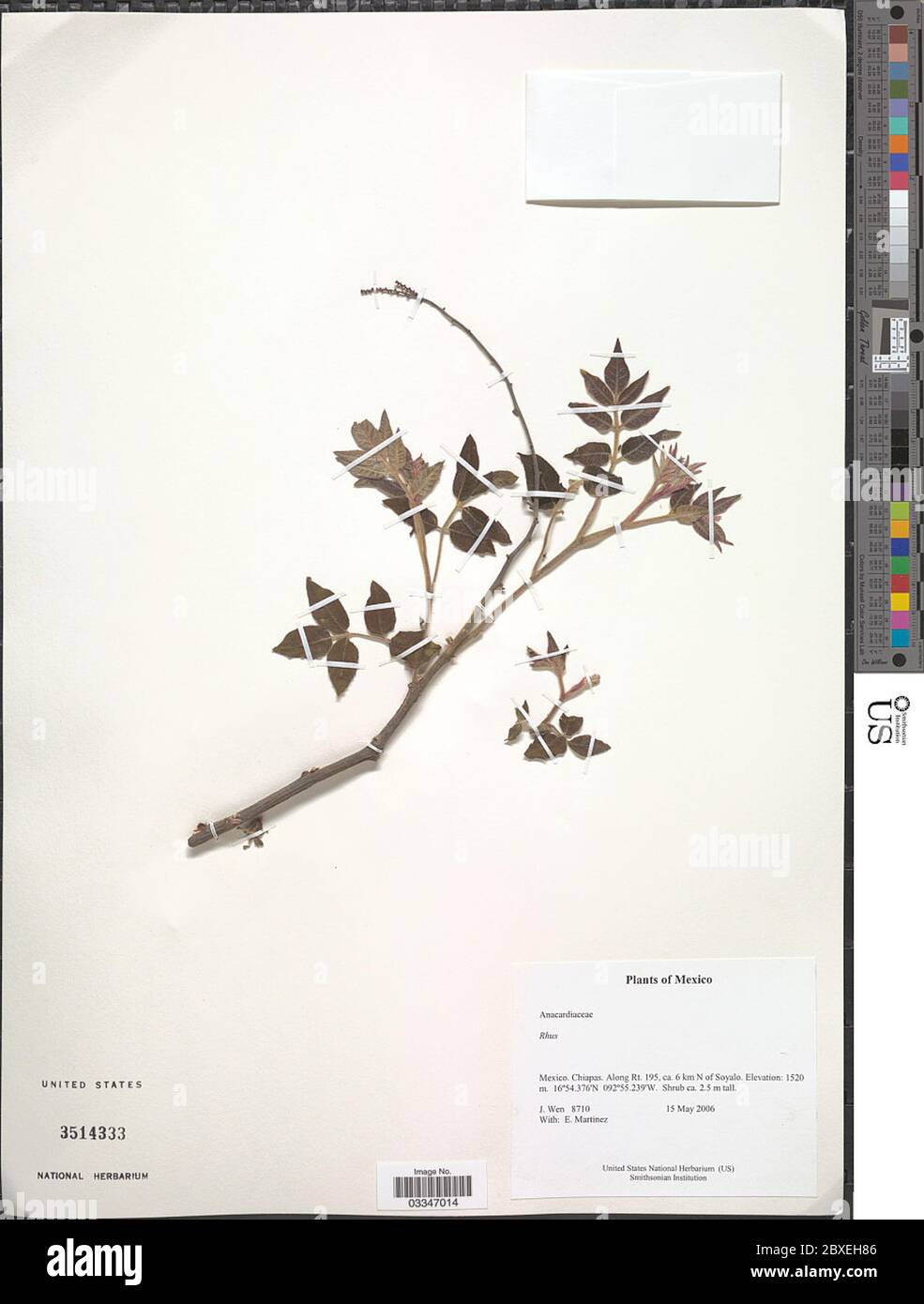 Rhus sp. Rhus sp. Stockfoto Rhus sp. Rhus sp. Stockfoto