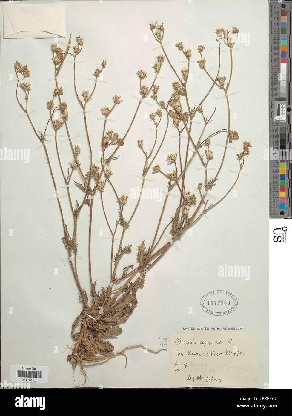 Crepis aspera L Crepis aspera L. Stockfoto