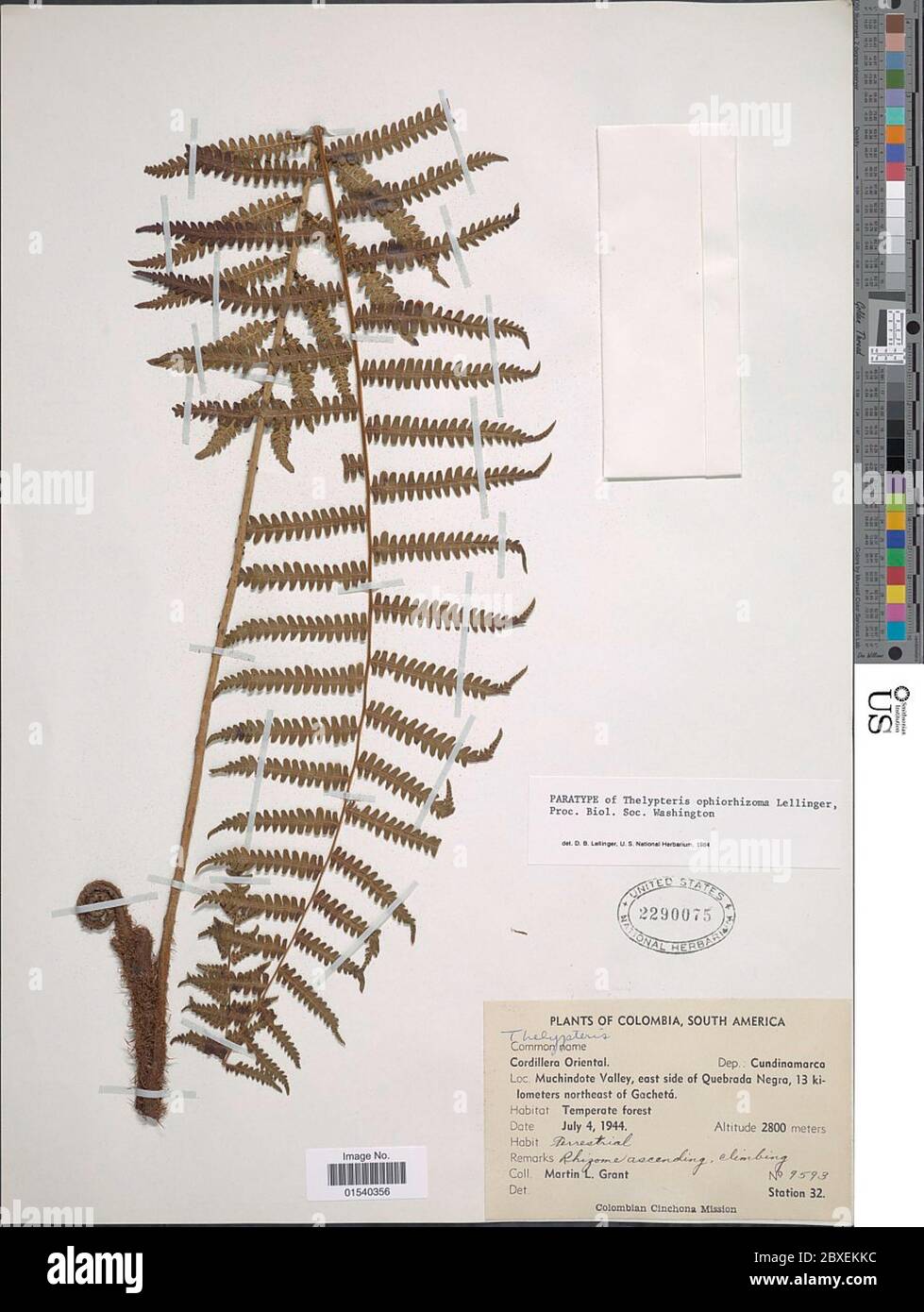 Amauropelta ophiorhizoma AR SM Lellinger Comb nov ined 2015 Amauropelta ophiorhizoma AR SM Lellinger Comb nov ined 2015. Stockfoto