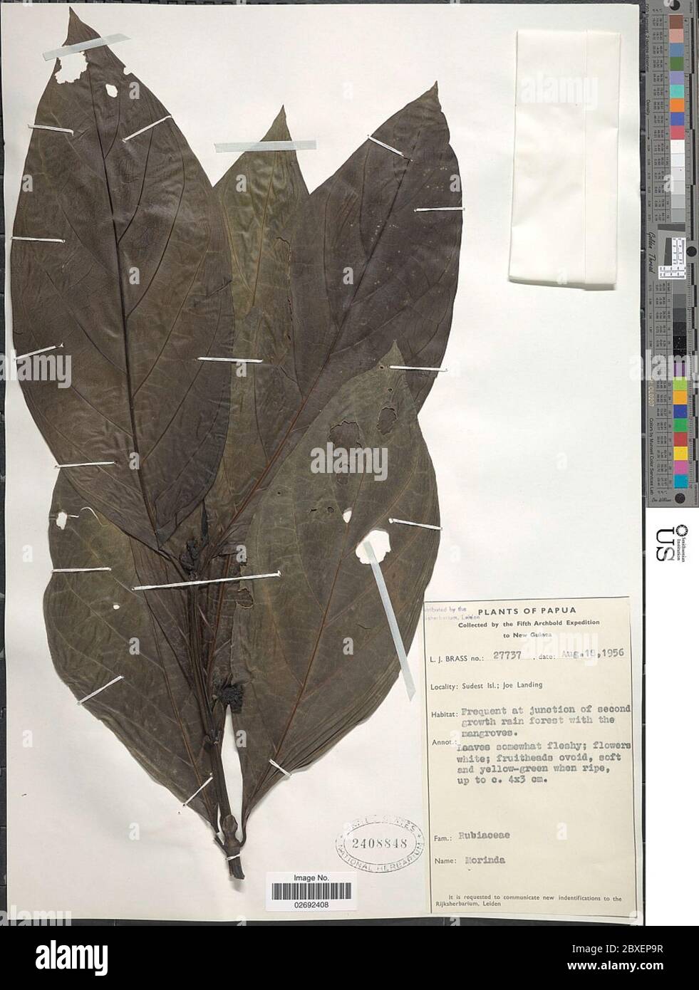 Morinda sp. Morinda sp. Stockfoto