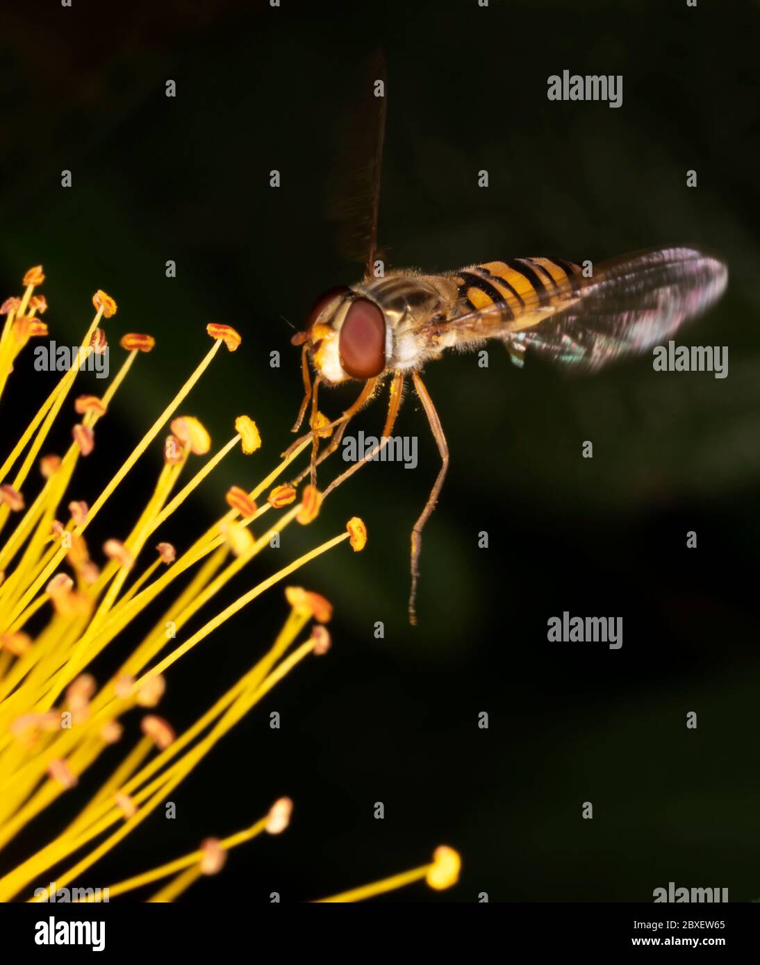 Eine Marmalade Hoverfly (Episyrphus balteatus), die sich auf Nektar von St. John's Wort, Warwickshire, ernährt Stockfoto