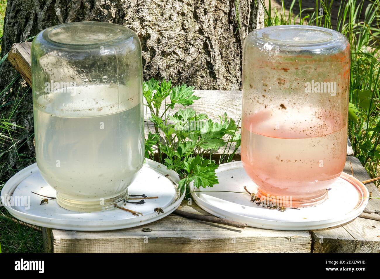 Bienenzuchsernährung mit Zuckerwasser, Fütterung von Bienen Stockfoto