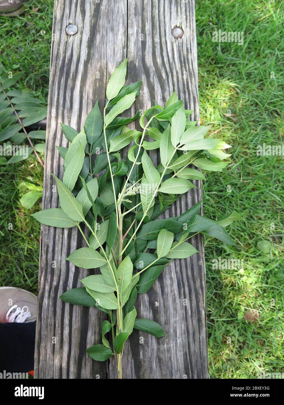 Rhus copallinum L Rhus copallinum L. Stockfoto Rhus copallinum L Rhus copallinum L. Stockfoto