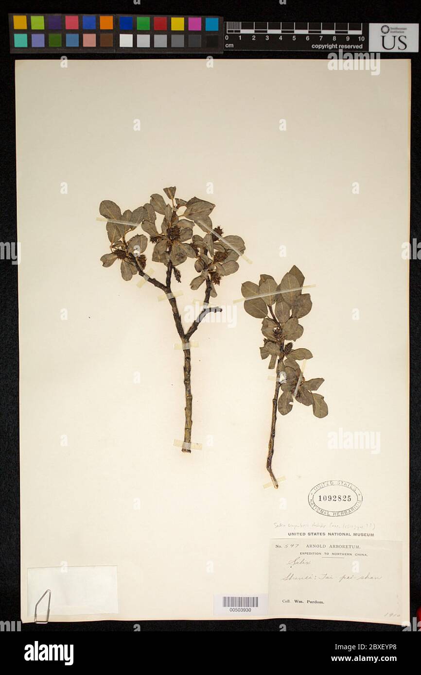 Salix cupolaris Rehder Salix cupolaris Rehder. Stockfoto