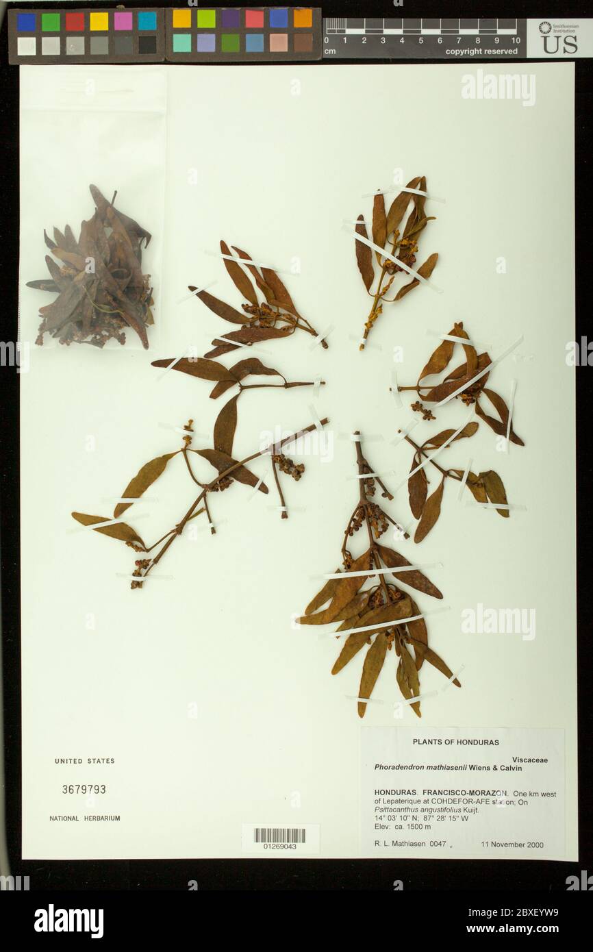 Phoradendron mathiasenii Wiens Calvin Phoradendron mathiasenii Wiens Calvin. Stockfoto