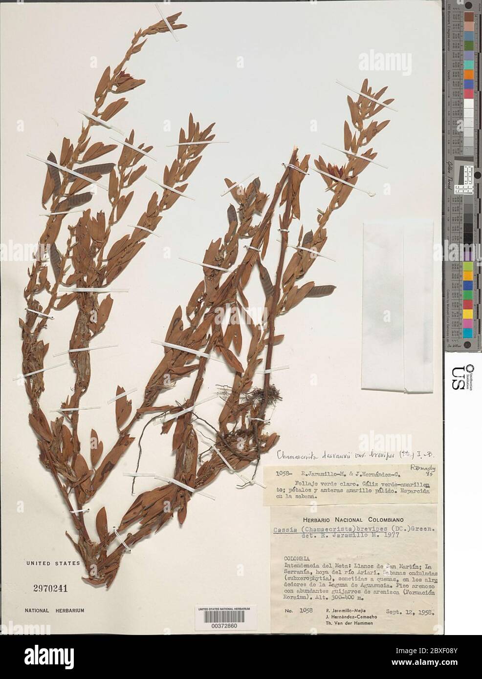 Chamaecrista desvauxii var brevipes Benth HS Irwin Barneby Chamaecrista desvauxii var brevipes Benth HS Irwin Barneby. Stockfoto