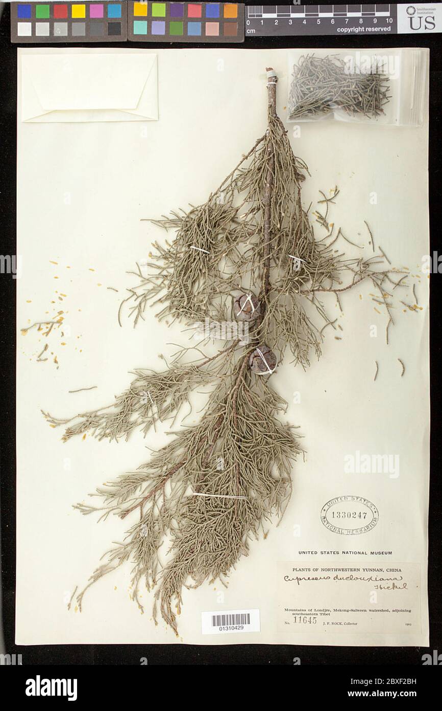 Cupressus duclouxiana Cupressus duclouxiana. Stockfoto