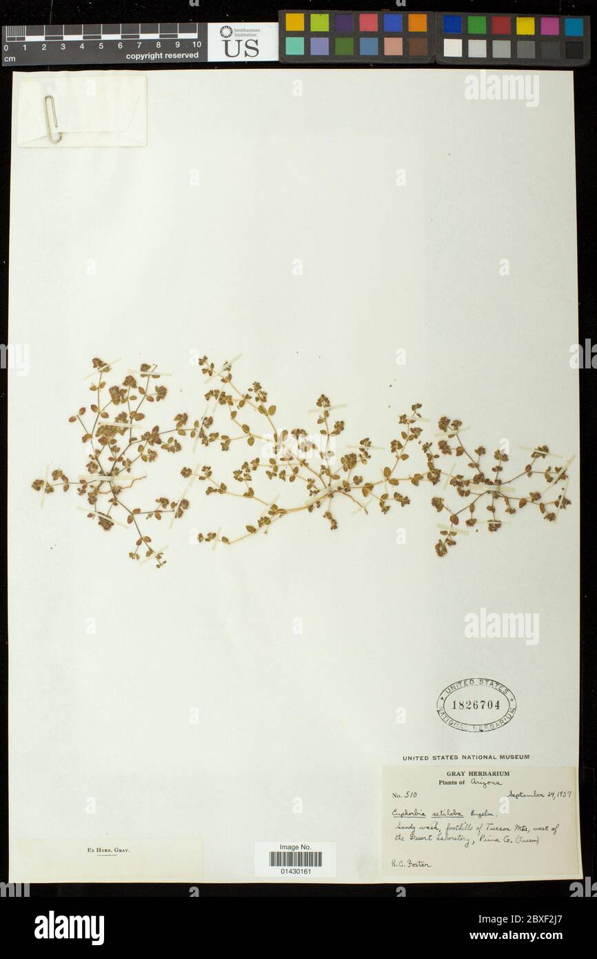 Euphorbia setiloba Engelm Euphorbia setiloba Engelm. Stockfoto