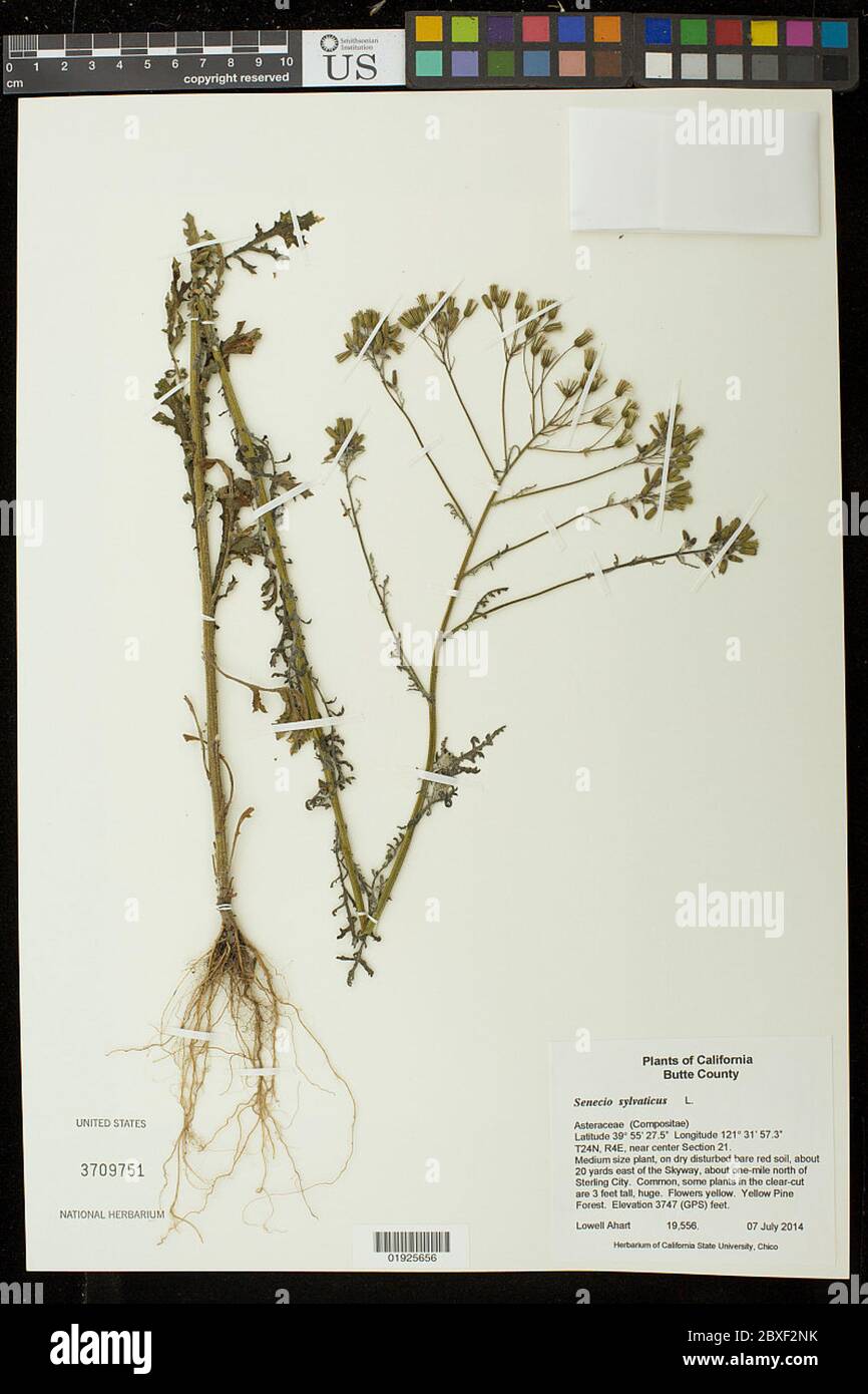 Senecio sylvaticus L Senecio sylvaticus L. Stockfoto