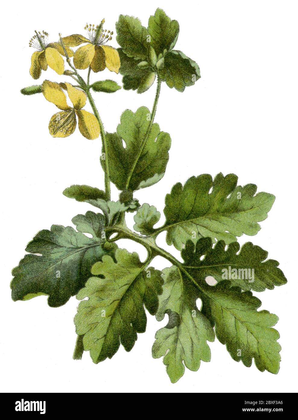 Großcelandin / Chelidonium majus / Schöllkraut (Botanik, 1900) Stockfoto
