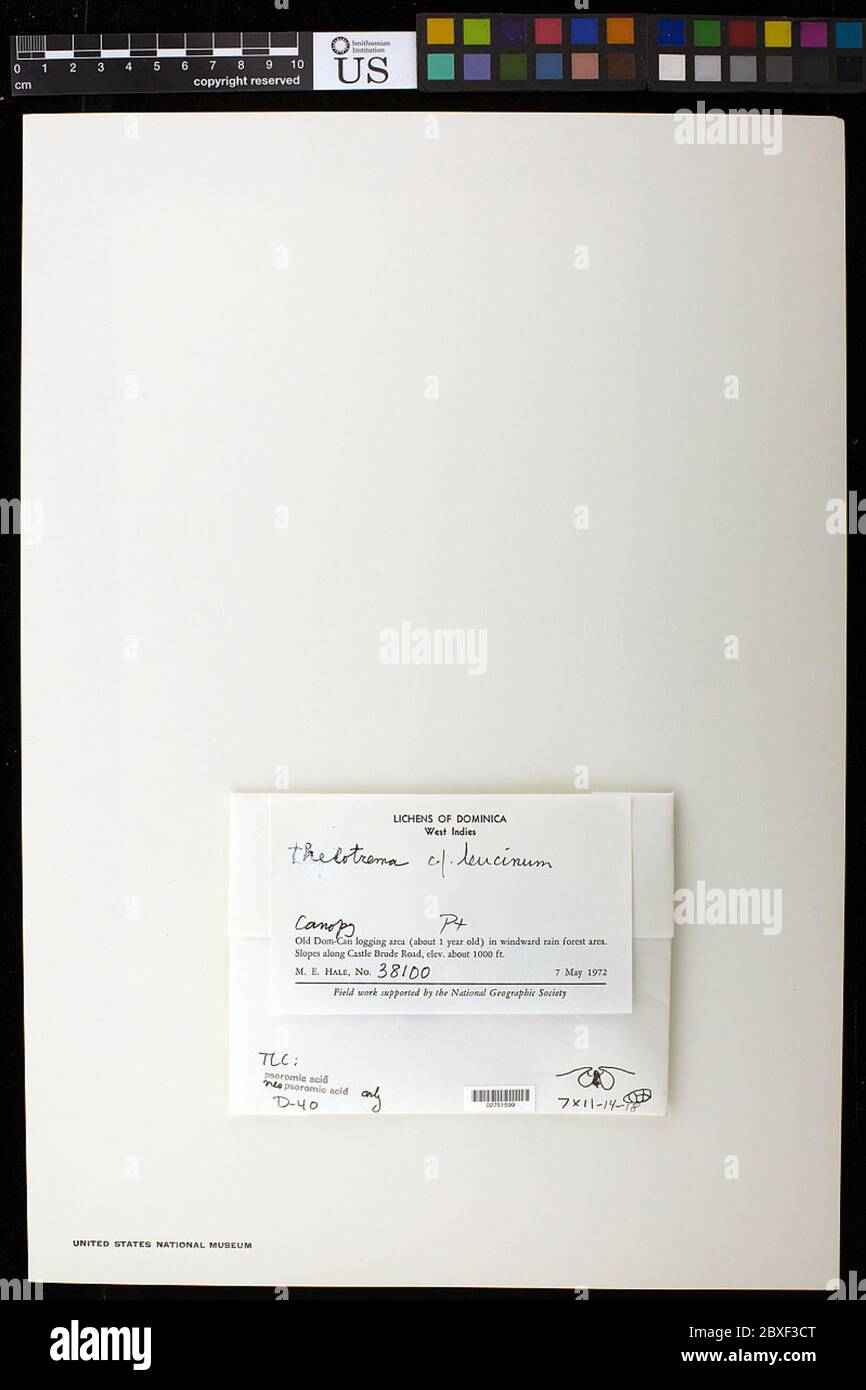 Ocellularia leucina MLL Arg Hale Ocellularia leucina MLL Arg Hale. Stockfoto