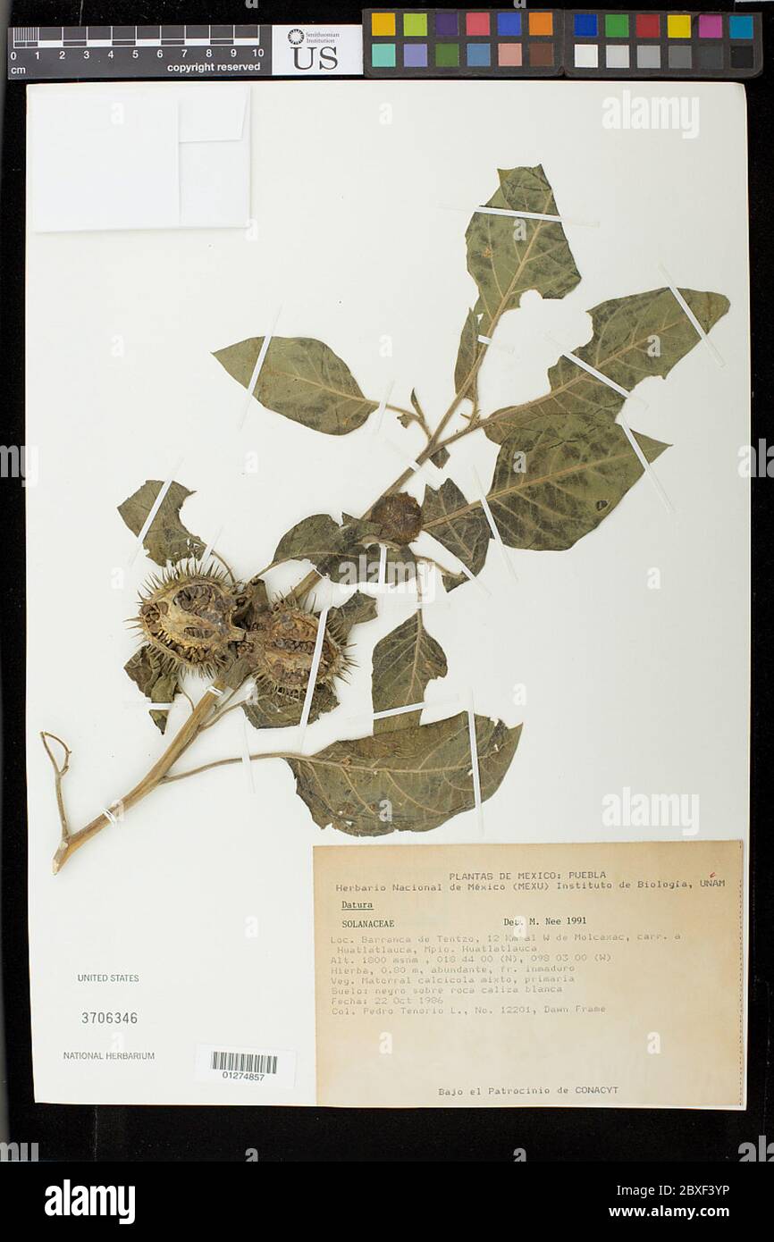 Datura sp L Datura sp L. Stockfoto