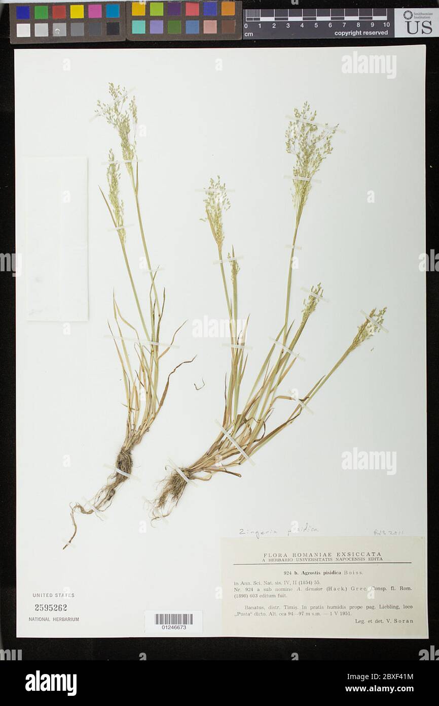 Zingeria pisidica Boiss Tutin Zingeria pisidica Boiss Tutin. Stockfoto