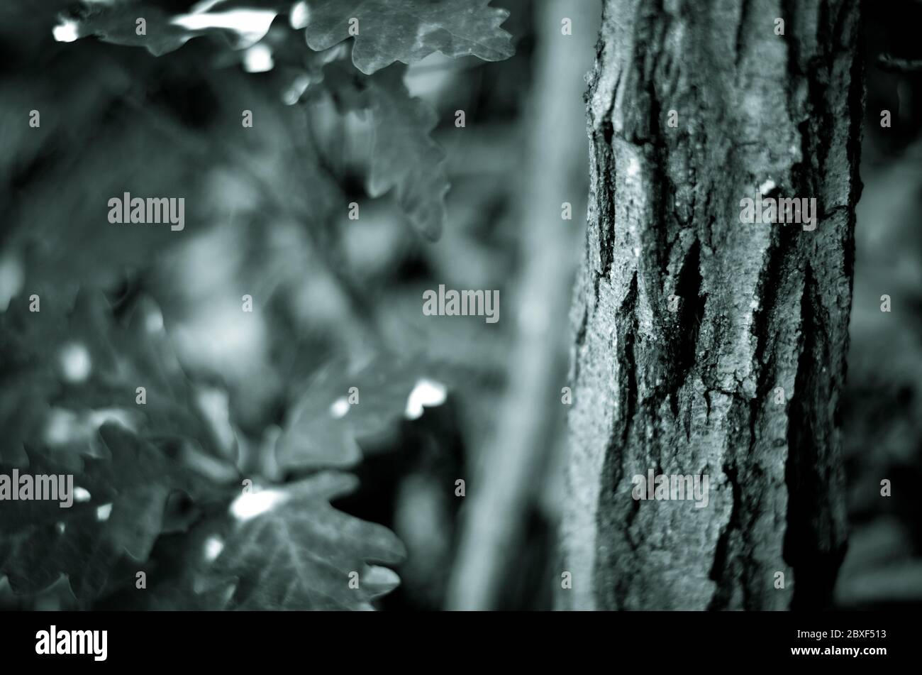 Struktur der Baumrinde im Wald Stockfoto