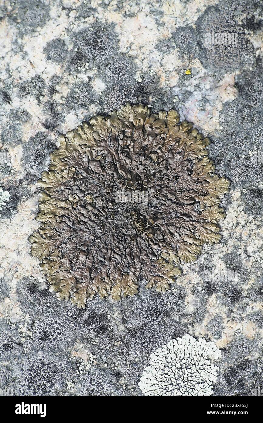Xanthosarmelia pulla, eine Steinschildflechte, die in Finnland auf Meeresfelsen wächst Stockfoto