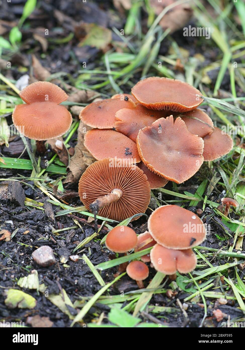 Tubaria furfuracea, bekannt als scurfy Twiglet, wilder Pilz aus Finnland Stockfoto