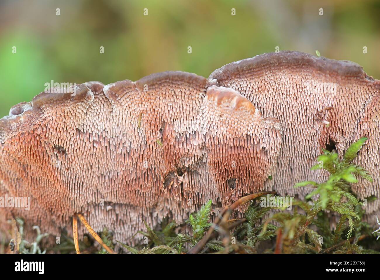 Hydnellum ferrugineum, bekannt als Mealierzahn oder rötlich-brauner korkiger Rückenpilz, Wildpilz aus Finnland Stockfoto