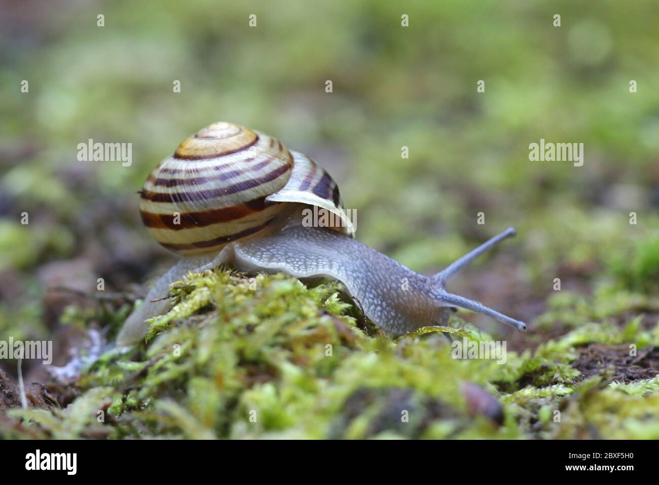 Cepaea hortensis, bekannt als Weißlippschnecke oder Garten gebänderte Schnecke Stockfoto