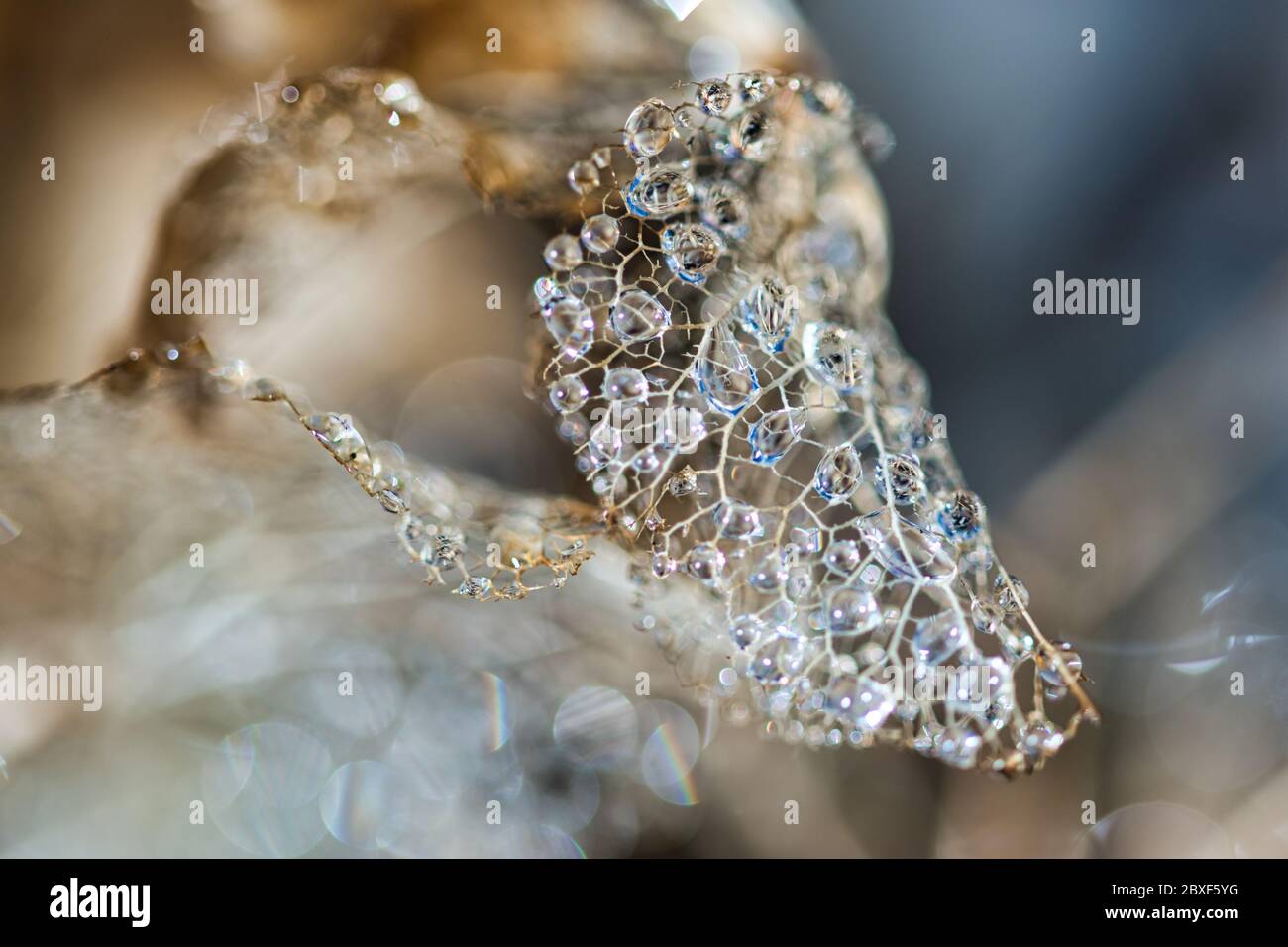 Diamond Tropfen abstrakten Hintergrund mit getrockneten geschnürt verwitterten Hortensia Hortensia Blütenblätter mit glänzenden Regenbogen glitzernden Wassertropfen auf Stockfoto