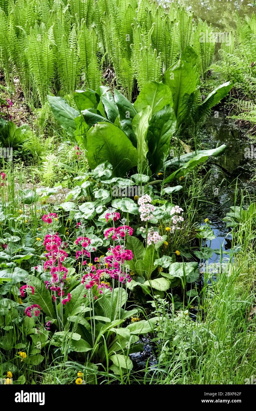 Wasser im Garten Quelle, die Ufer des Baches mit blühenden Primeln , Strauß Federockenfarn Stockfoto