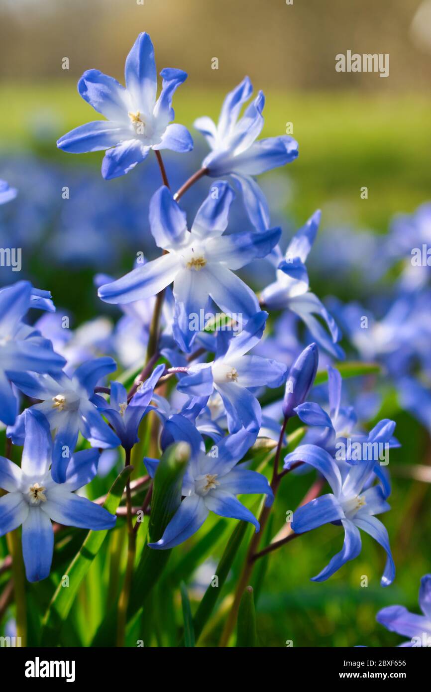 Blaue frühe Frühlingsblumen der Herrlichkeit des Schnees schließen, blüht in der frühen Frühlingsgartenwiese Stockfoto
