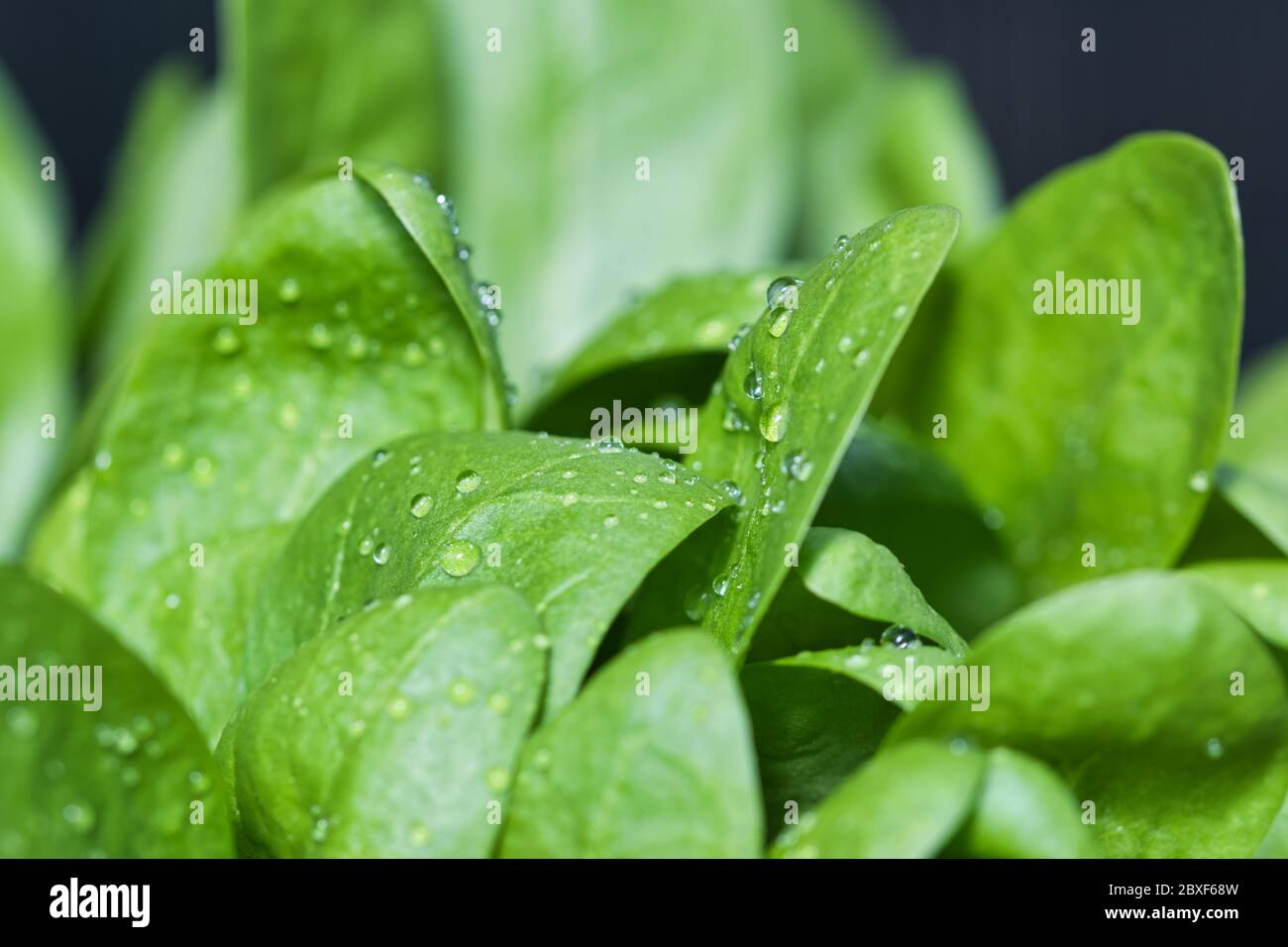 Spinat-Babyblatt wächst im Frühlingsgarten, frische grüne Blätter mit Wassertropfen auf, Nahaufnahme, gesunde Bio-Nahrung und Selbstgenügekonzept Stockfoto